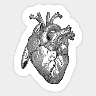 Antique Anatomy Illustration of Human Heart Sticker